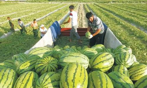 网红王大炮吃瓜图片高清,高清图片揭秘瓜界风云