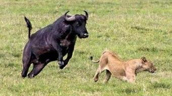 水牛配方爆料视频教程,视频教程带你轻松掌握制作技巧