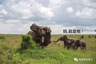 水牛配方爆料视频教程,视频教程带你轻松掌握制作技巧