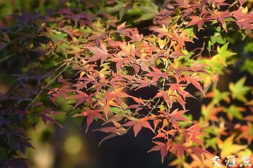 枫丹植物爆料最新消息,神秘植物家族即将亮相，探索未知生态奇观