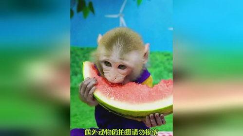 猴吃瓜背景视频软件免费,免费背景视频软件，轻松打造趣味短视频！
