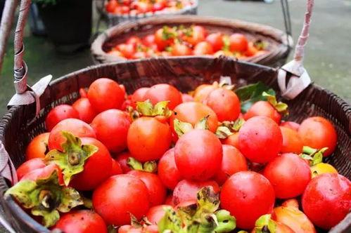 网红柿子爆料视频大全