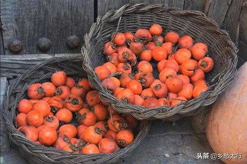 网红柿子爆料视频大全