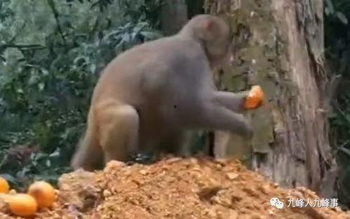 猴子爆料最新视频