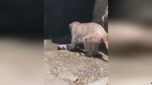 猴子爆料最新视频