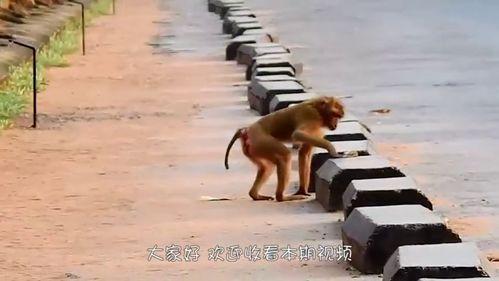猴子爆料最新视频